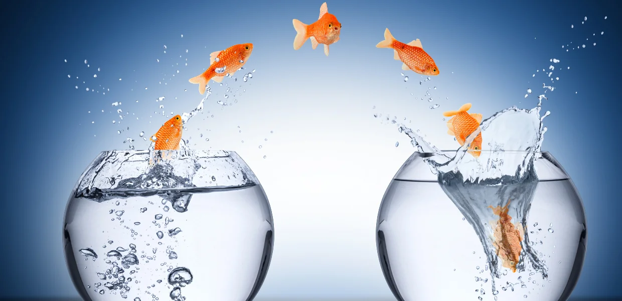 Symbolbild Change Management: Goldfisch springt von einem Fischglas in ein anderes